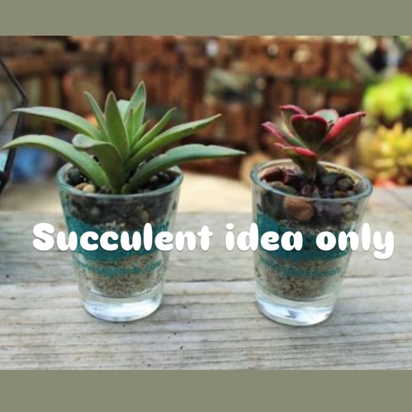 Iridescent Shot Glasses Succulent Holder Planters - Picture 2 of 2